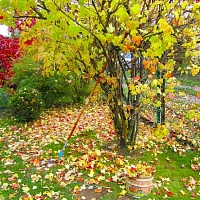 Осень на даче: какие плановые работы необходимо провести в саду перед наступлением зимы 