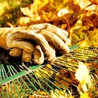 Осень на даче: какие плановые работы необходимо провести в саду перед наступлением зимы 